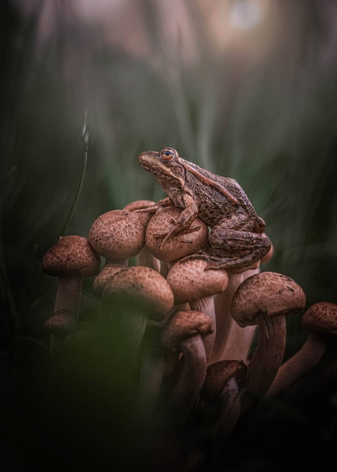 , Лапшина Владлена