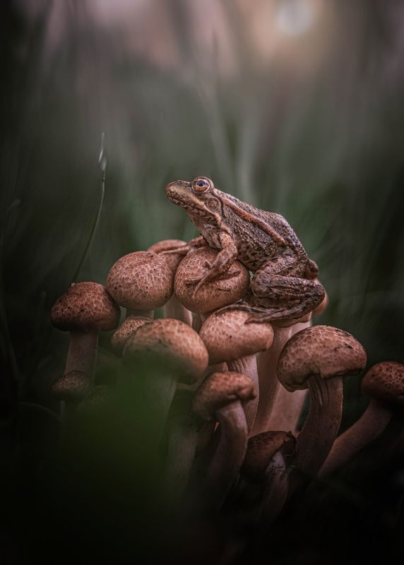 *** фото превью