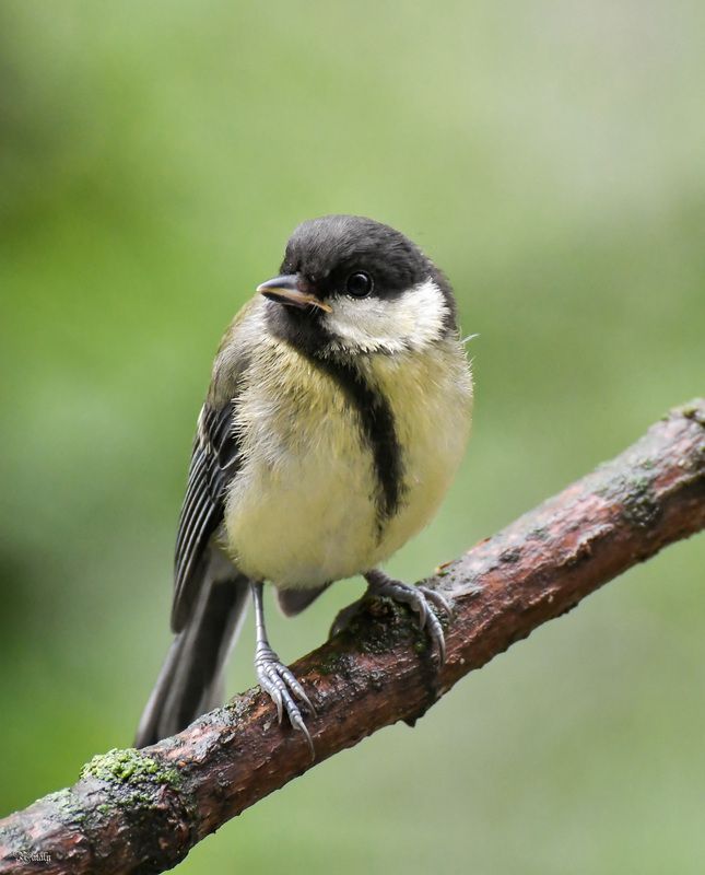 Ми - ми - мишка) фото превью