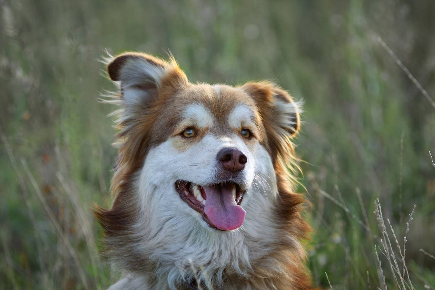 дворянка, Александр Канцур