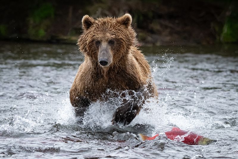 Камчатка, рыбалка, медведь, хищник, рыба Ух, поймаю! фото превью