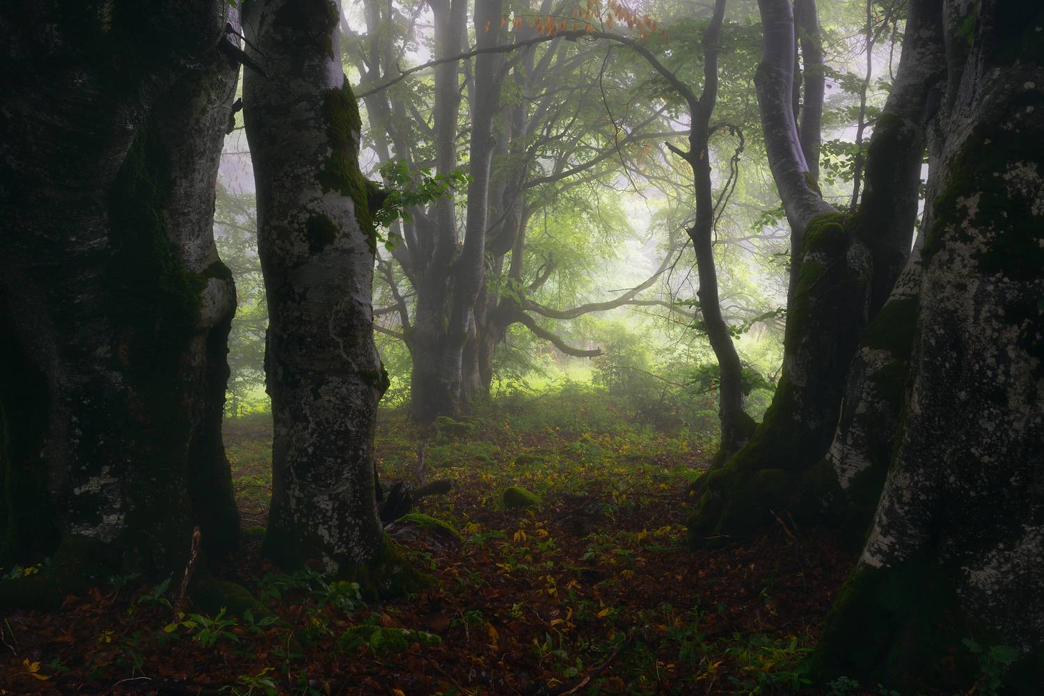 , Szabo Zsolt Andras