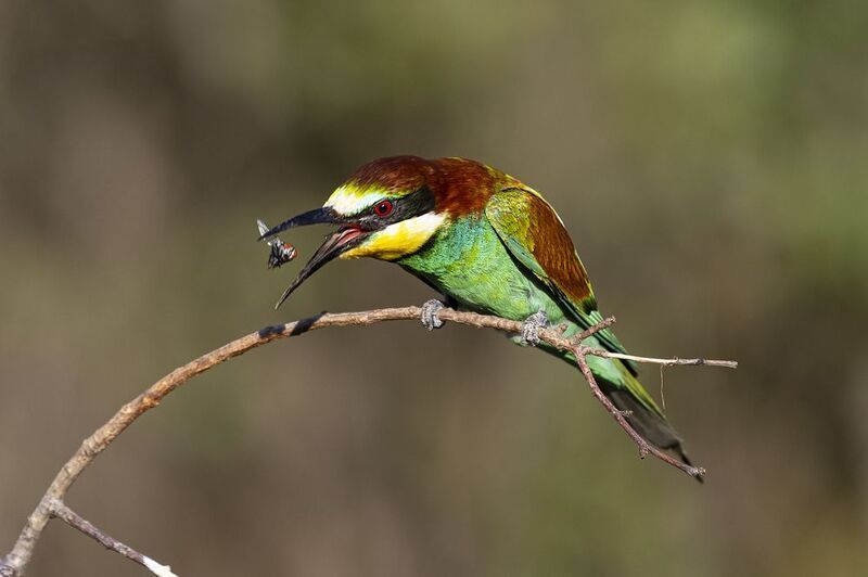 природа *** фото превью