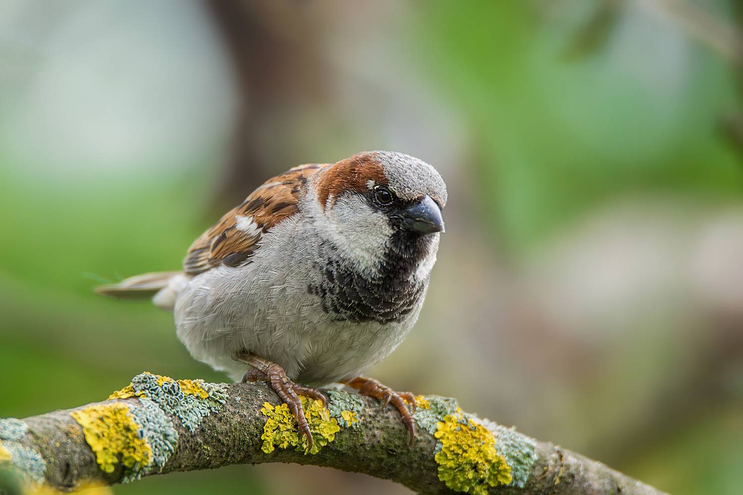 , Корнеев Алексей