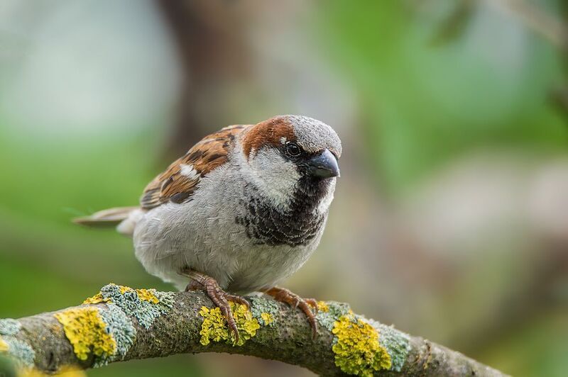 Воробей фото превью