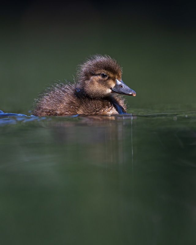нырок, хохлатая чернеть, утка, птицы, утенок  фото превью