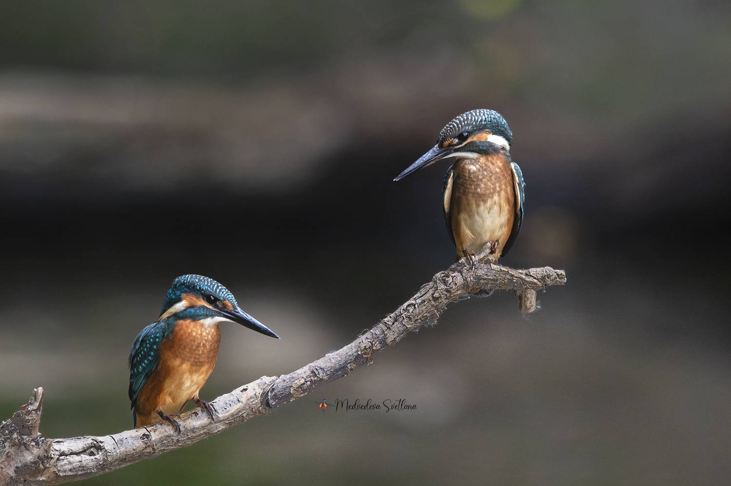 птица, зимородок, фотоохота, Медведева Светлана