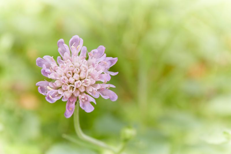 цветок Лесной цветочек фото превью