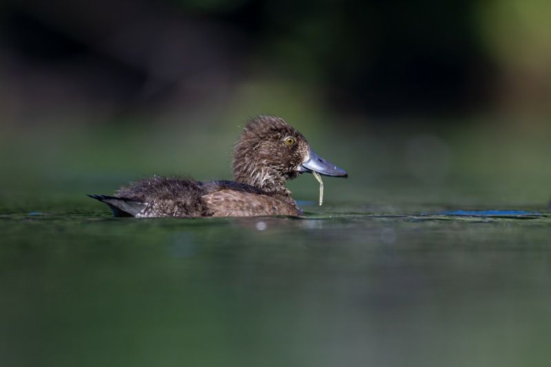 нырок, хохлатая чернеть, утка, птицы, утенок  фото превью
