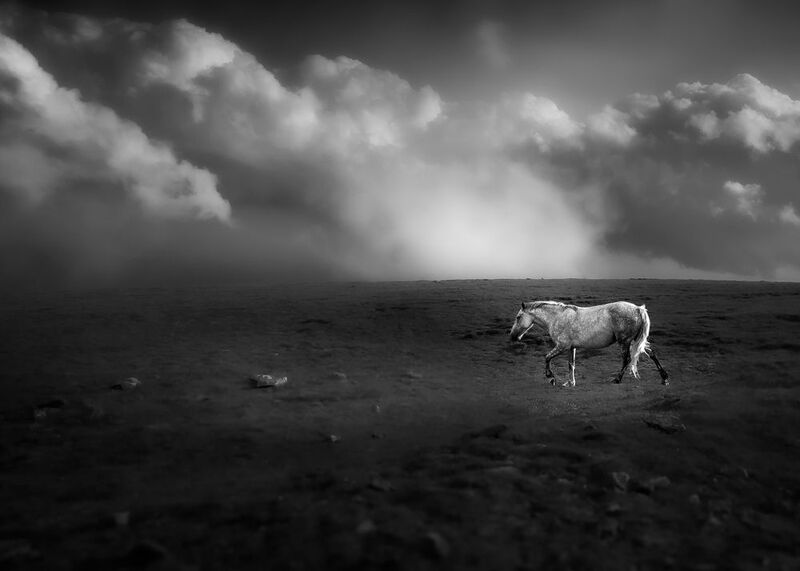 Monochrome фото превью