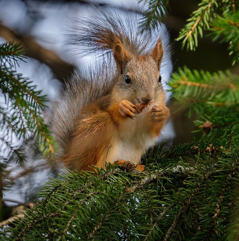 фото превью
