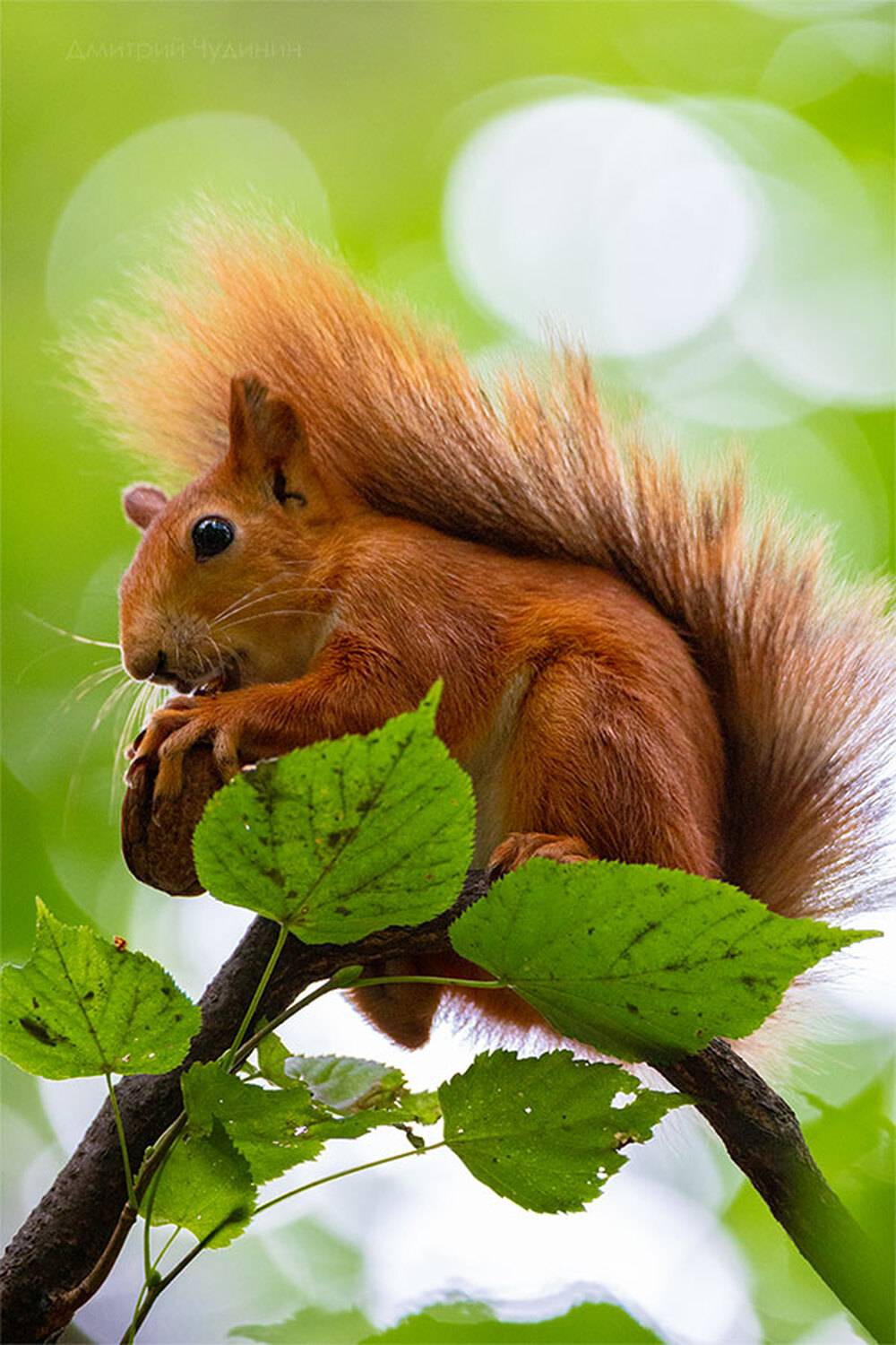 , Чудинин Дмитрий