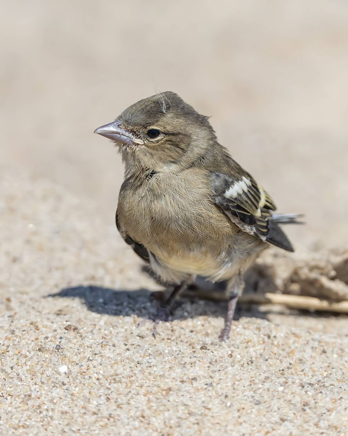 зяблик, птицы, птенец, Руслан Pl