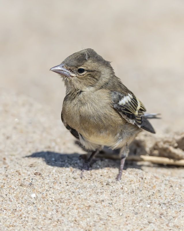 зяблик, птицы, птенец Юный зяблик фото превью