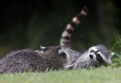 Енот-полоскун -Raccoons
