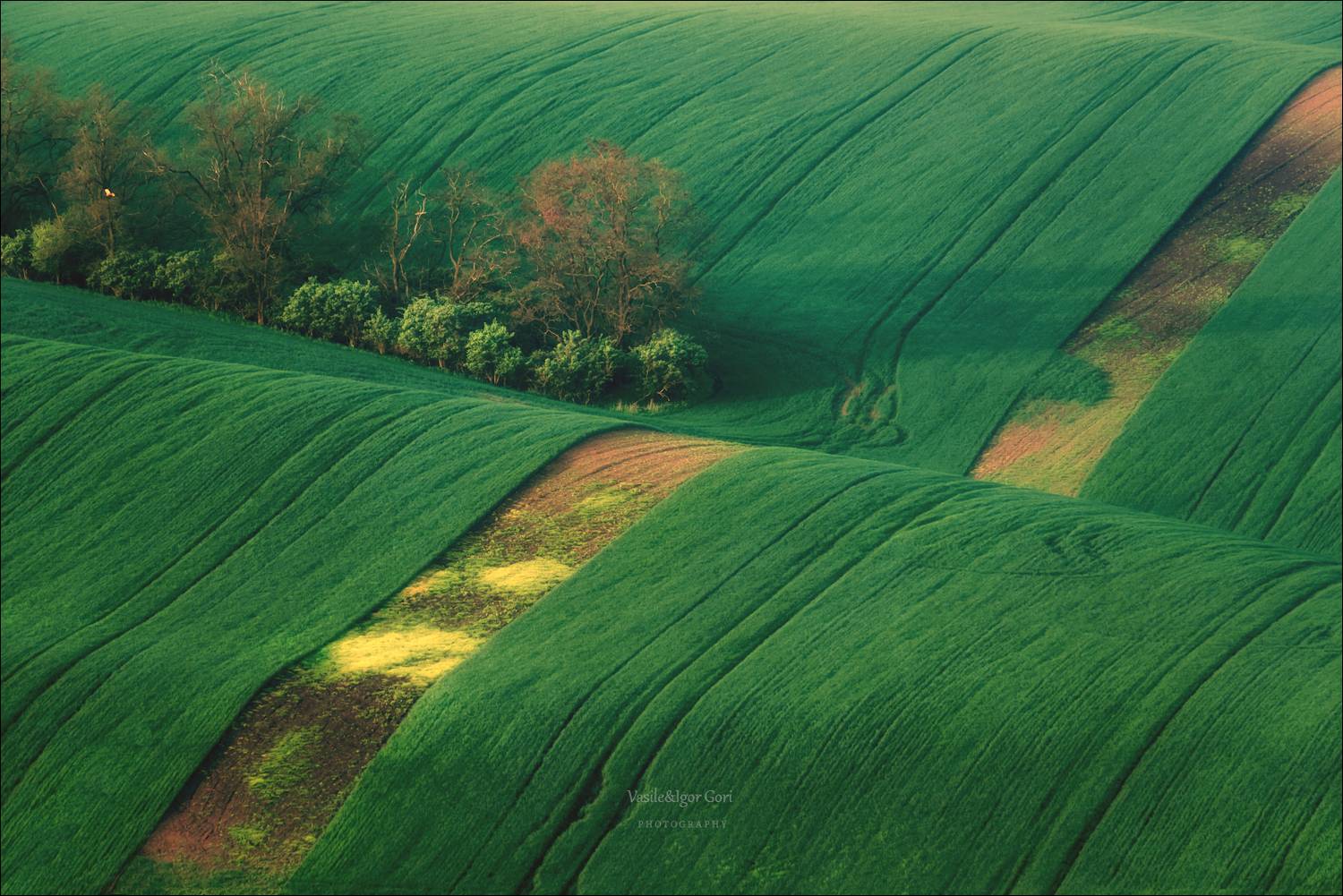 южная моравия,пейзаж,линии,south moravian,lines,свет,czech,весна,чехия,landscapes,волнистое поле, Гори Василий
