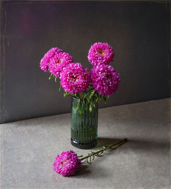 Астры фото превью