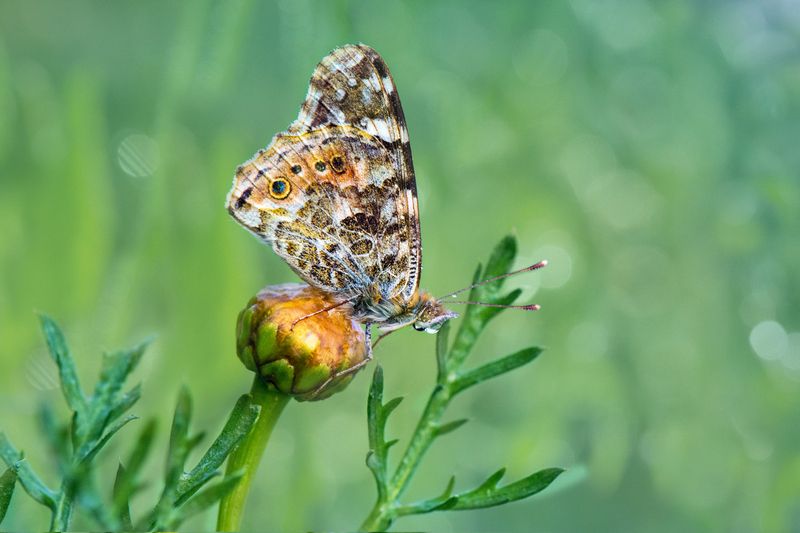 *** фото превью