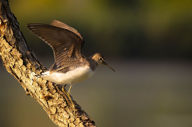 Tringa ochropus фото превью