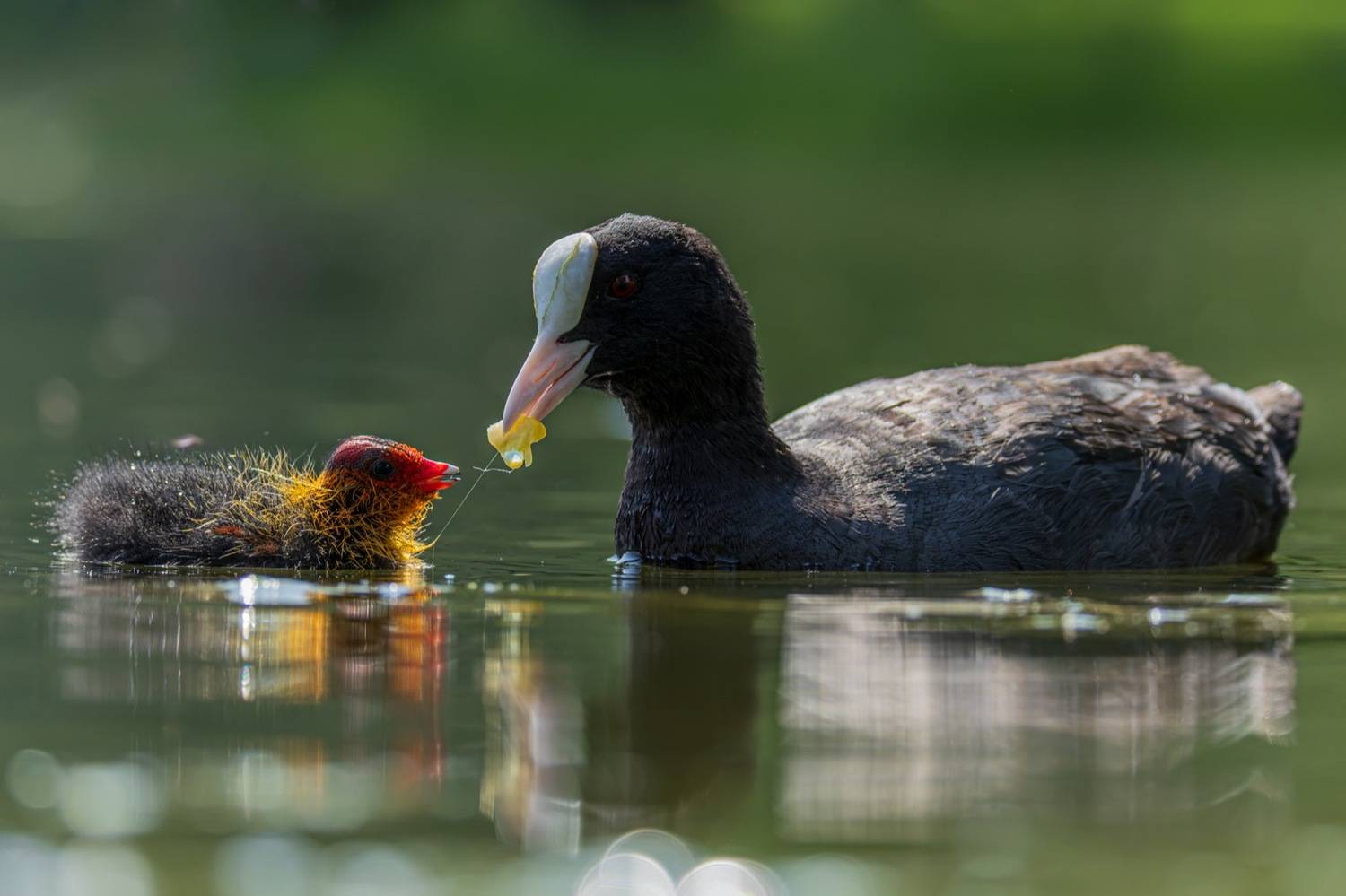 птицы, лысуха, птенец, лысенок, Руслан Pl