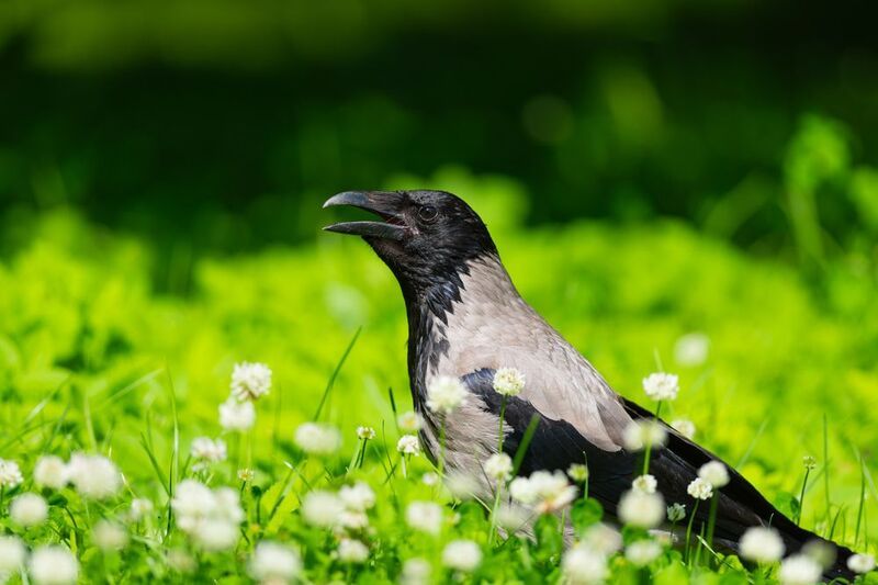ворона, серая ворона, птица, птицы, санкт-петербург, петербург, спб, лес, парк, лето, солнце, цветы Цветущий фото превью