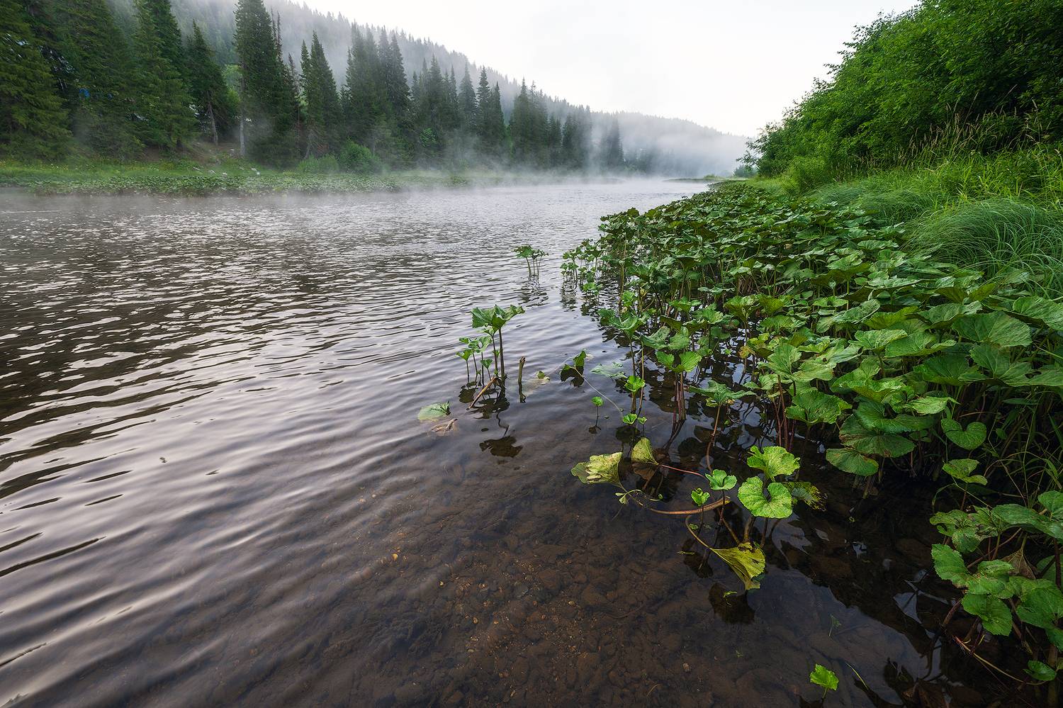 пермский край, пейзаж, рассвет, красота природы, поле, лето, река, природа, дикая природа, койва, лес, усть-койва, Кузнецов Кирилл