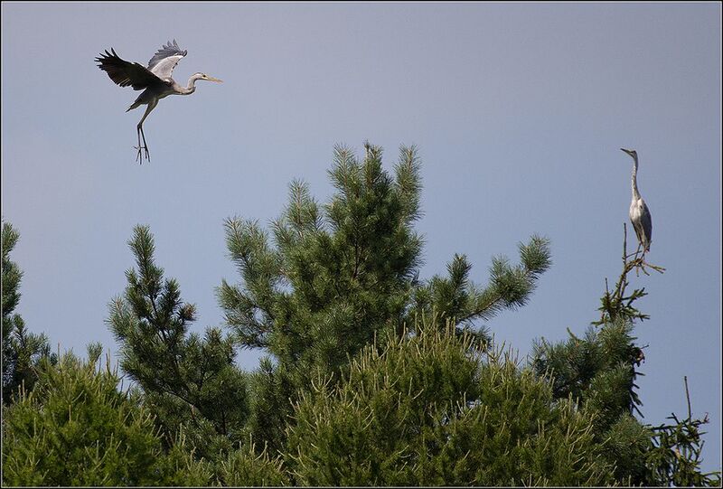 москва, июнь, парк, цапли серые *  * фото превью