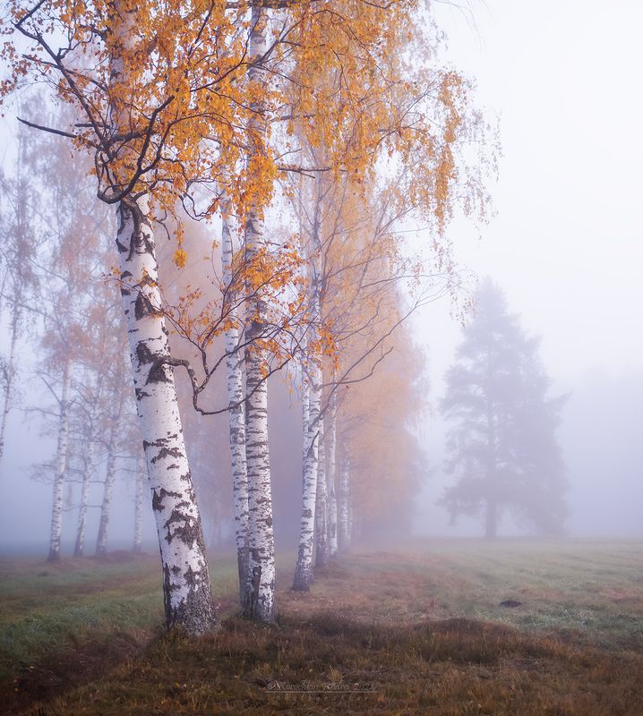 ... хмурое утро Павловского парка ... фото превью