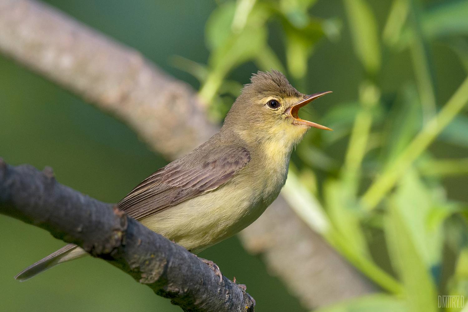 , Дмитрий Доронин