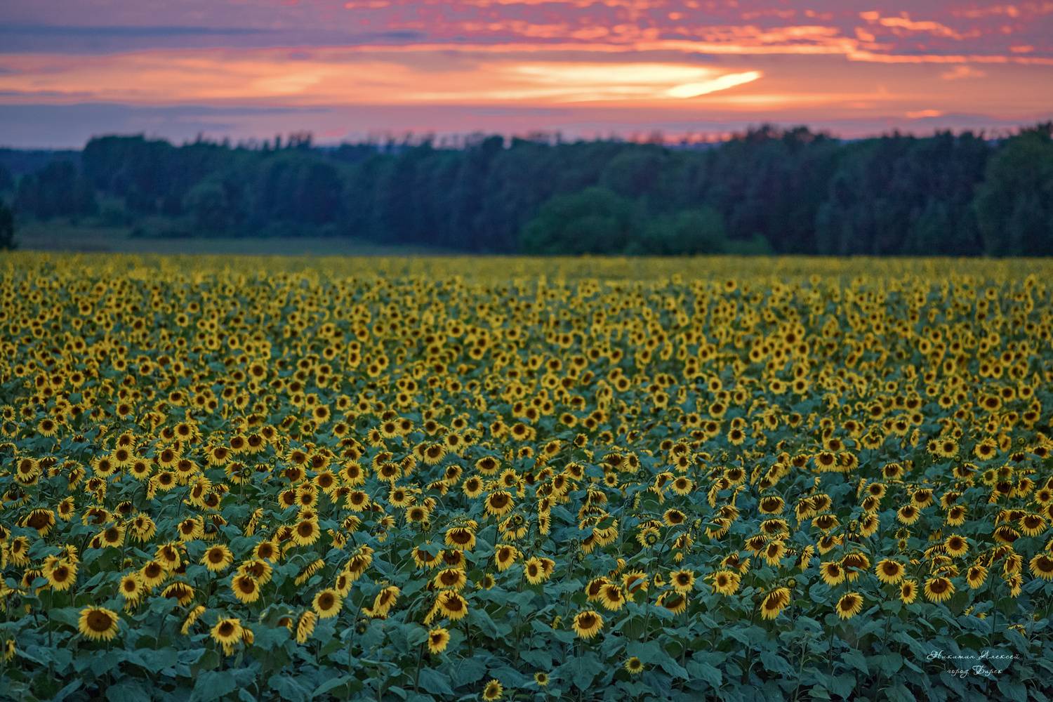 , Никитин Алексей