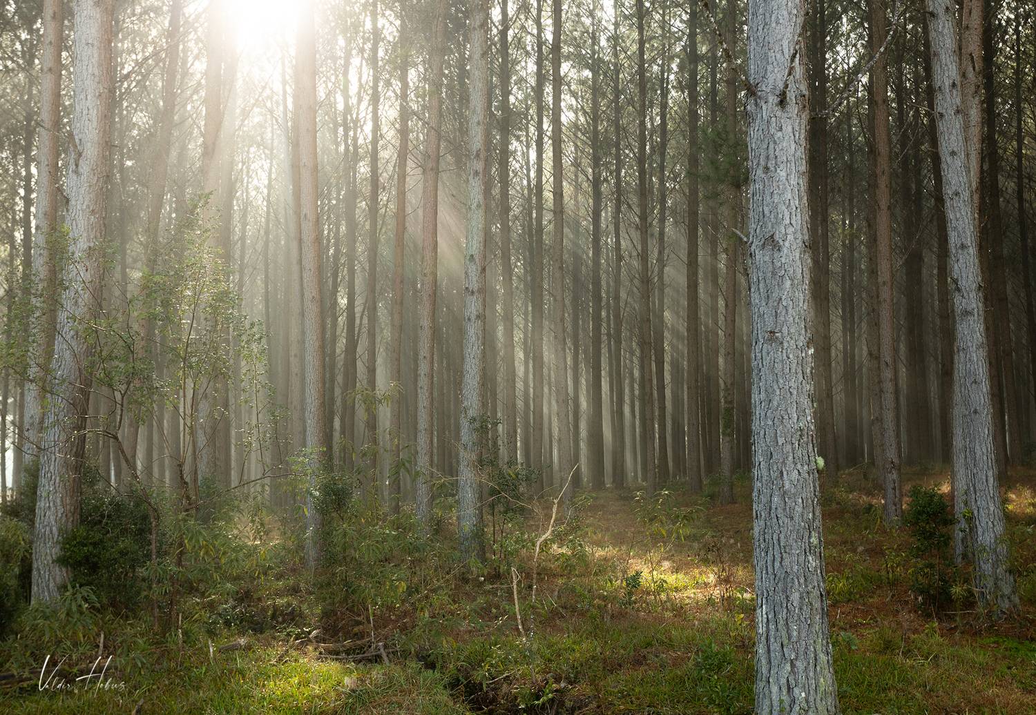 light, fog, wood, forest, pine, , Valdir Hobus
