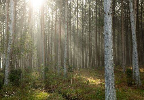 Light in the woods