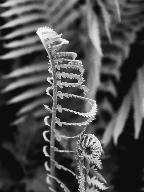 Остов фото превью