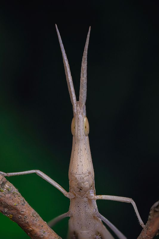 Акрида обыкновенная (лат. Acrida bicolor) фото превью
