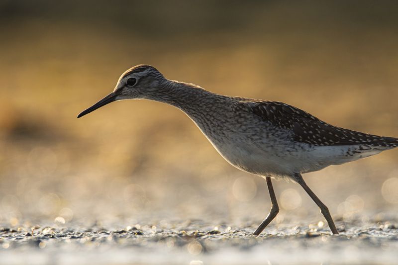 фифи, кулик, кулик фифи, птица, птицы Что там? фото превью