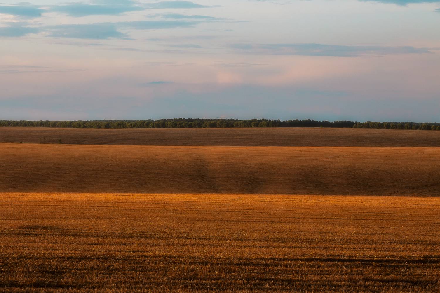 поля, золото. пейзаж, природа, волны, поля как море, Тульская область, Мартыненко Дмитрий