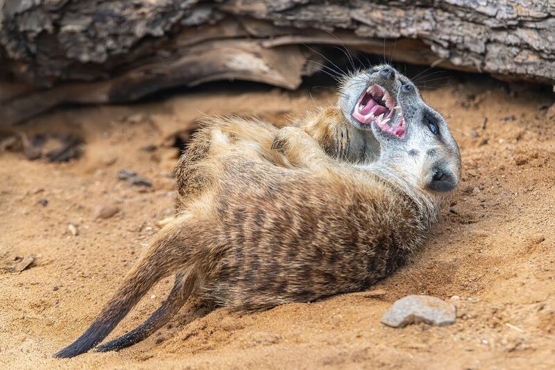Когда фотограф рассказал анекдот фото превью