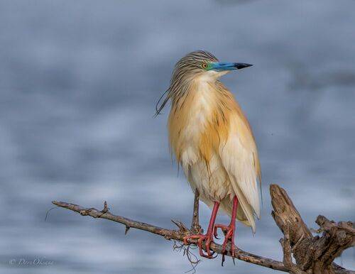 В тишине встречая рассвет