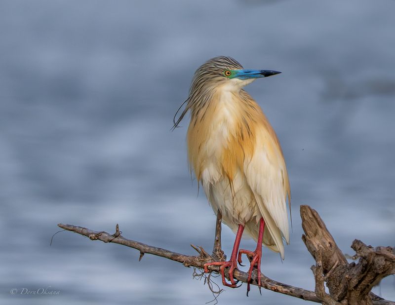 squacco, heron, желтая, цапля, птицы, дикие, животные, birds, wild, animals В тишине встречая рассвет фото превью