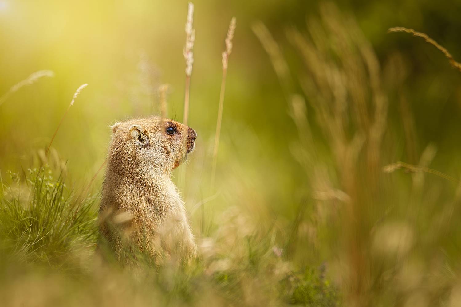 , Корнеев Алексей