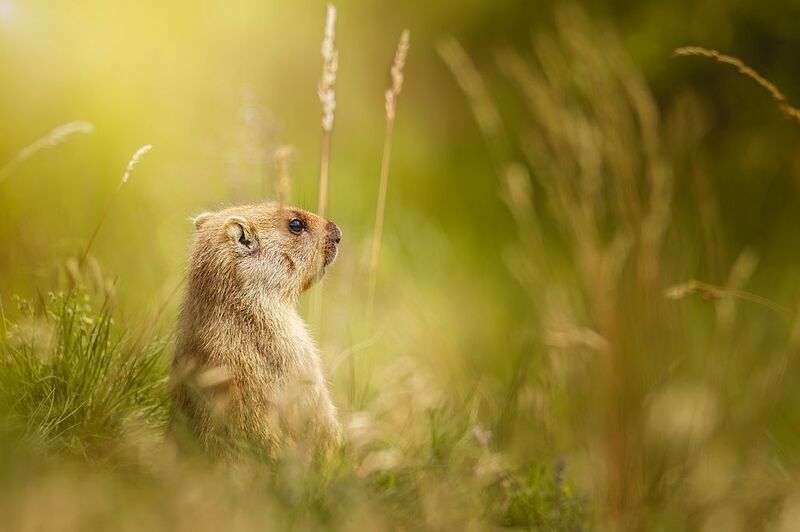 Байбак фото превью