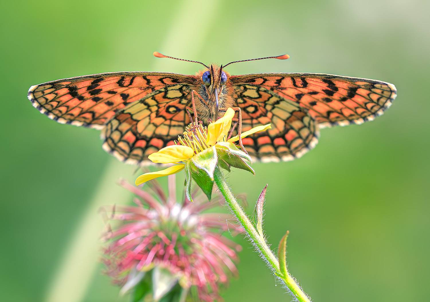 насекомые, бабочка, шашечница, аталия, лето, июнь, Борис Новиков