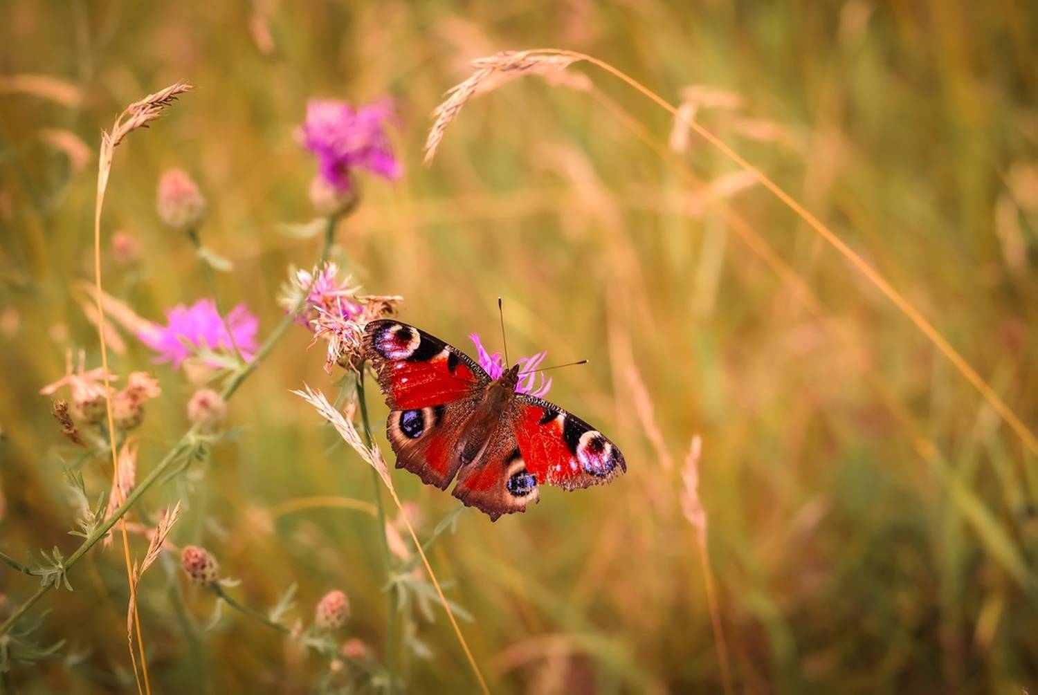 , Krzysztof Trojanowski