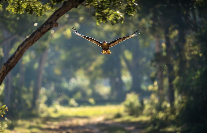 Brazil, Pantanal Reserve, Беркту Беркут на взлёте фото превью