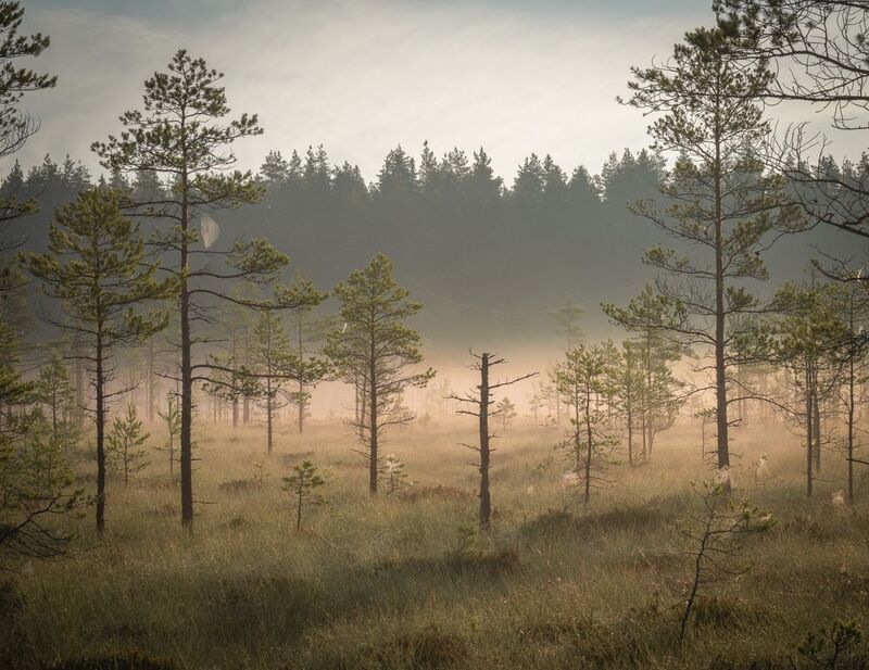 Болота Ленинградской области, пейзаж, рассвет, туман Свежее утро фото превью
