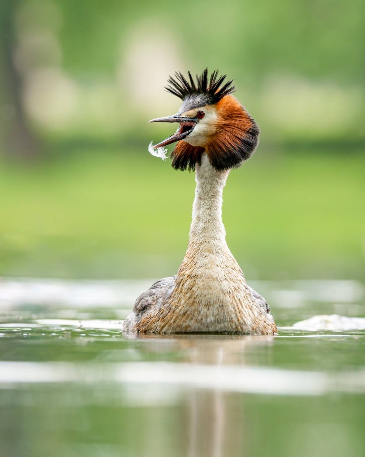 чомга, птенцы, птицы, поганка, большая поганка, Руслан Pl