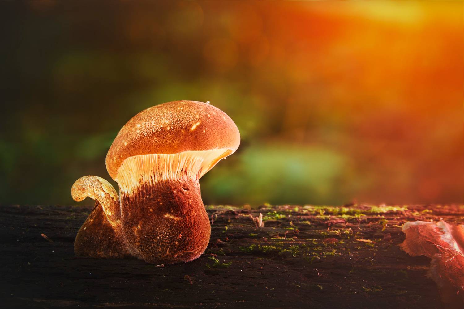 гриб, Валерий Вождаев