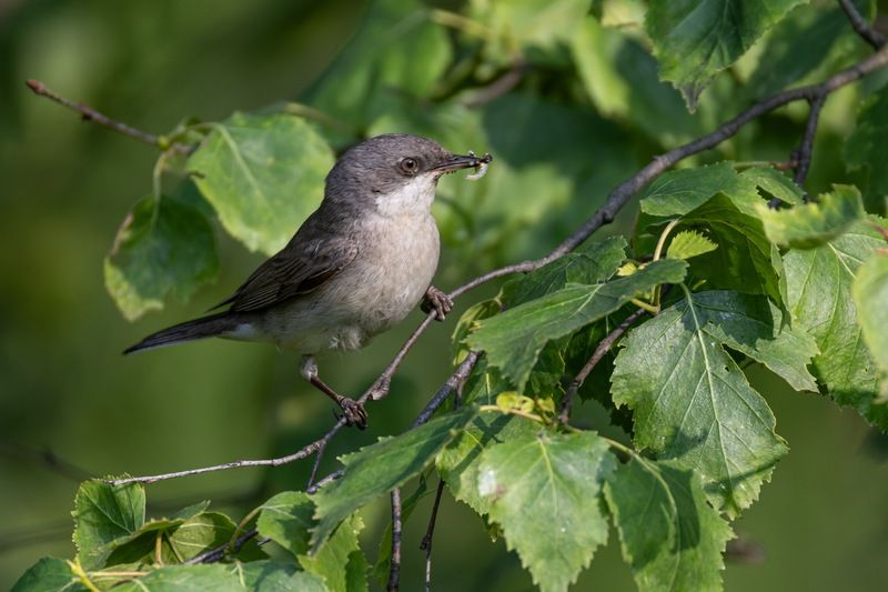 славка-завирушка, славка, славка-мельничек, завирушка, птицы Славка-завирушка фото превью