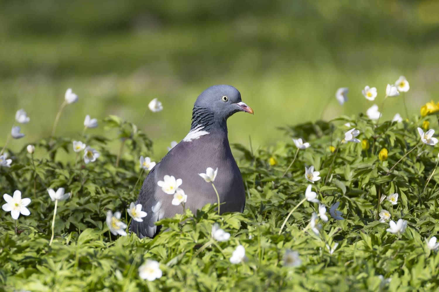 вяхирь, голубь, птицы, Руслан Pl