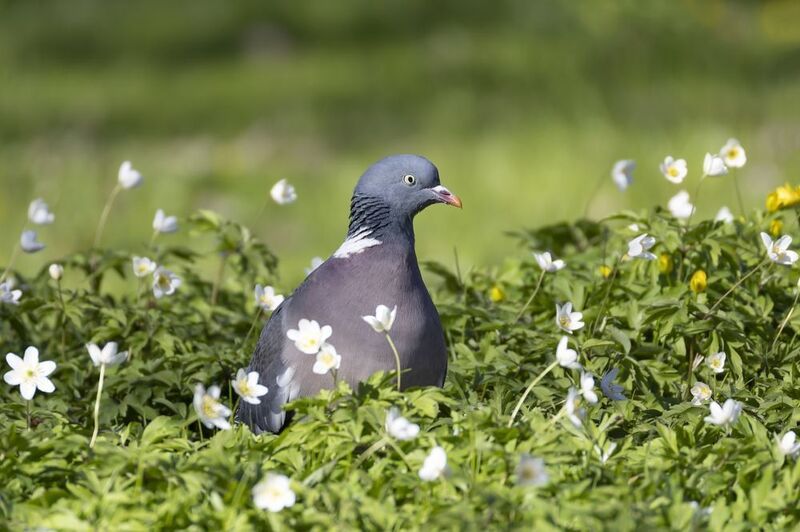 вяхирь, голубь, птицы Вяхирь фото превью